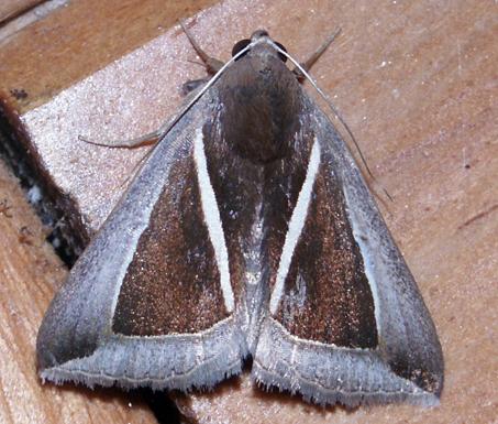 Chalciope alcyona