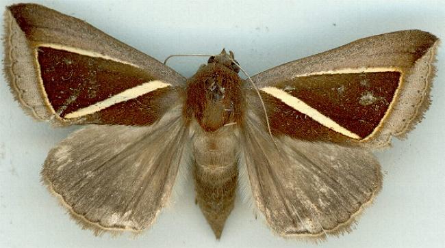 Chalciope alcyona