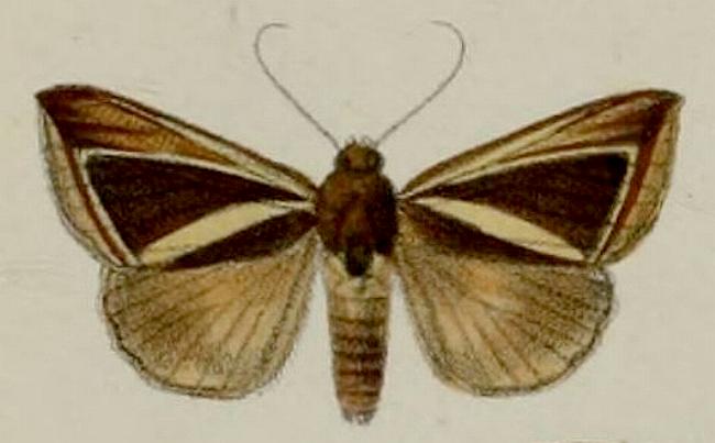 Chalciope alcyona