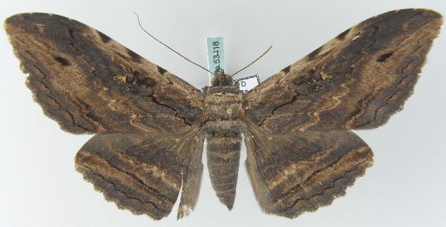 Anisoneura aluco