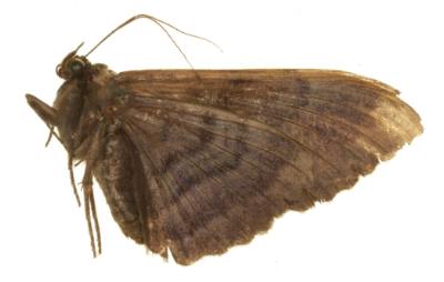 Anisoneura aluco