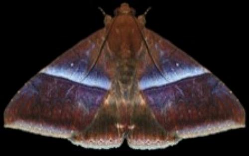 Dysgonia calefaciens