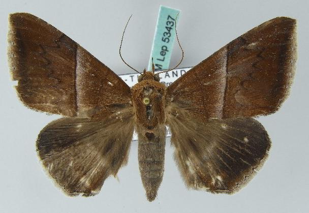 Dysgonia calefaciens