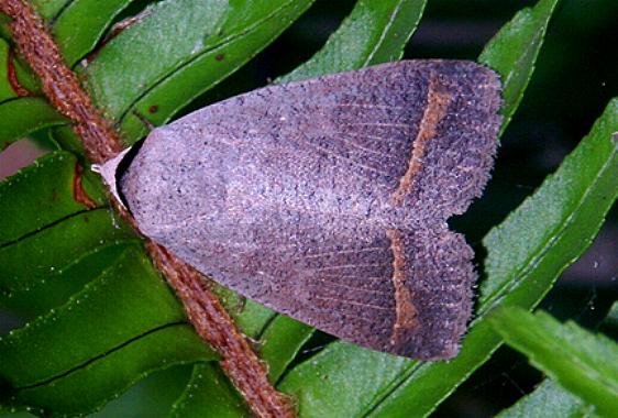 Pantydia capistrata