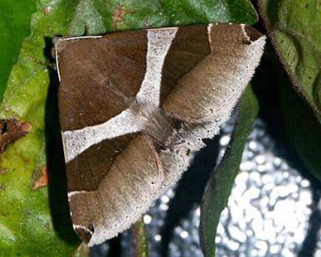 Dysgonia constricta