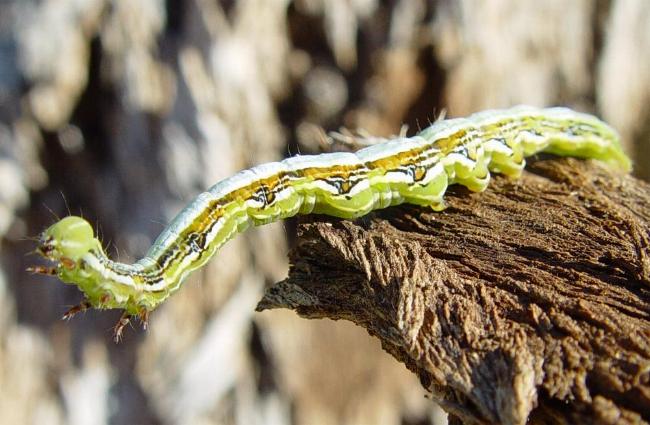Pericyma cruegeri