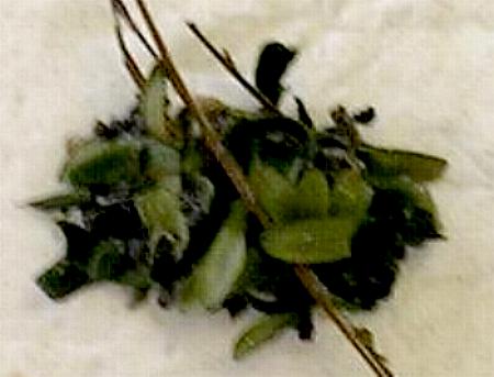 Pericyma cruegeri