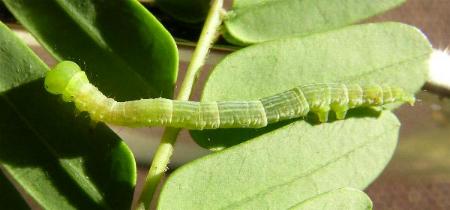 Pericyma cruegeri