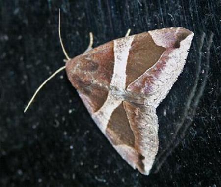 Bastilla dicoela