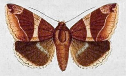 Bastilla dicoela