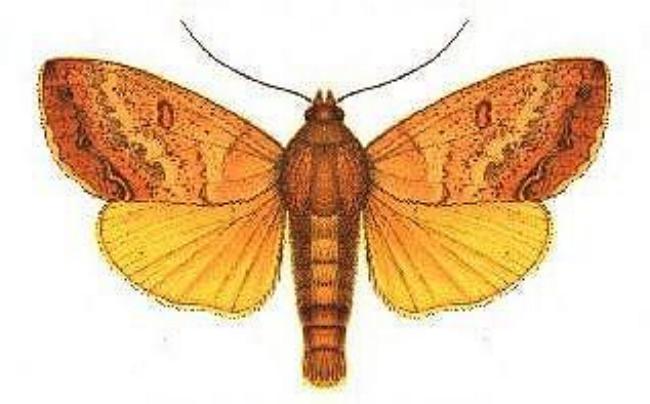 Ophiusa discriminans