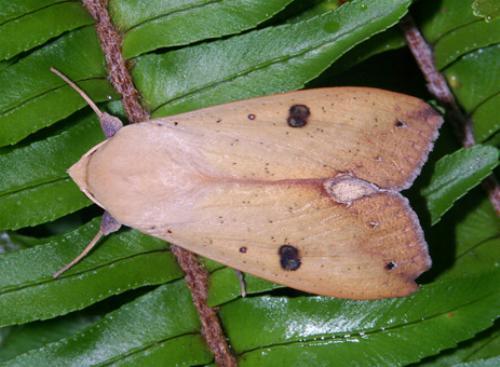 Ophiusa discriminans