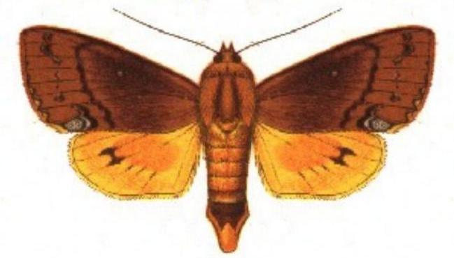Ophiusa discriminans