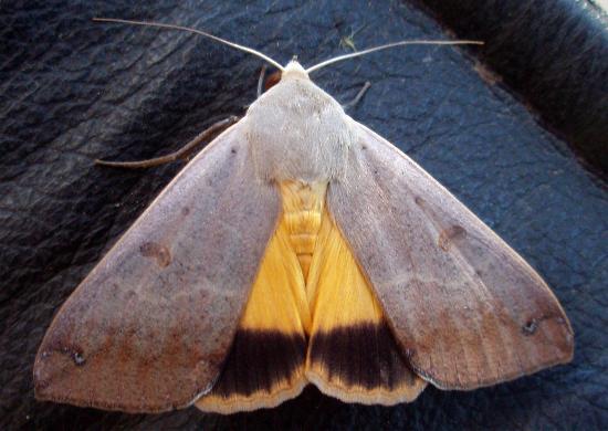 Ophiusa disjungens