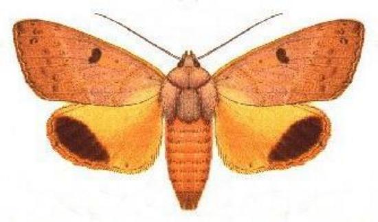 Ophiusa disjungens