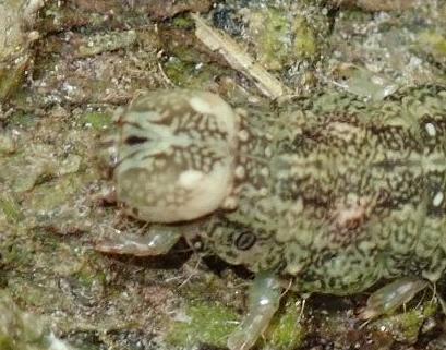 Ercheia dubia