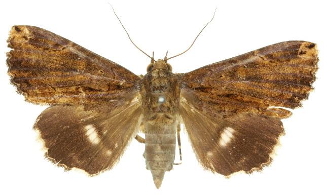 Ercheia dubia