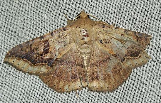Ericeia eriophora