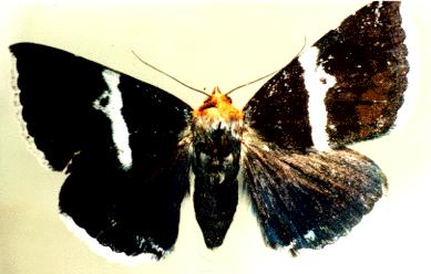 Buzara frontinus