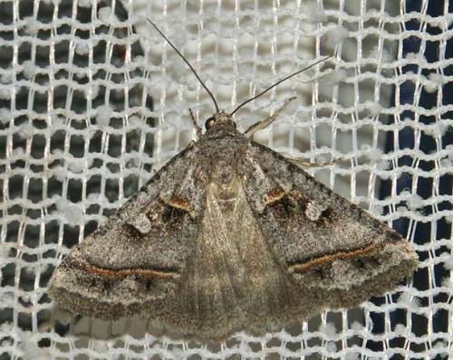 Acantholipes juba