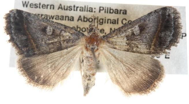 Acantholipes juba