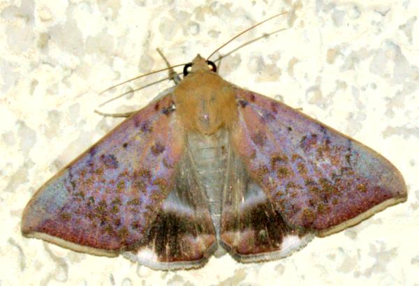 Achaea mercatoria