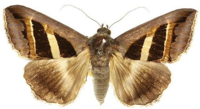 Grammodes occulta