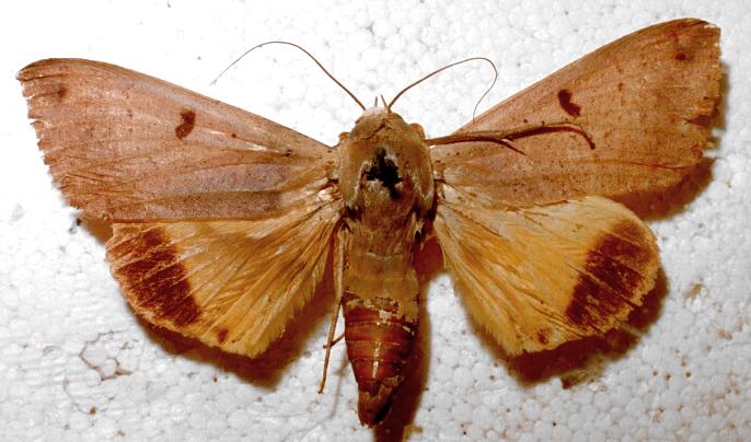Ophiusa parcemacula