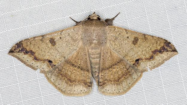 Ericeia pertendens