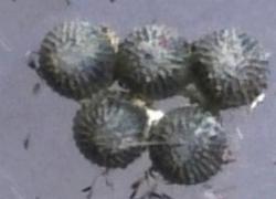 Praxis porphyretica