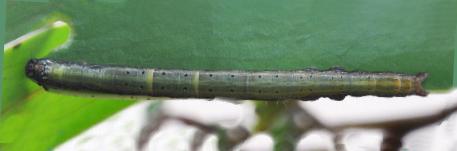 Praxis porphyretica