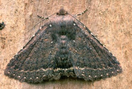 Praxis porphyretica