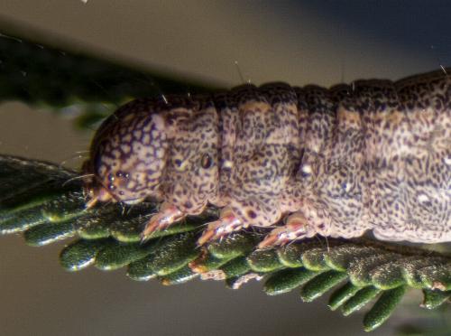 Praxis porphyretica