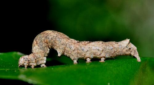 Achaea serva