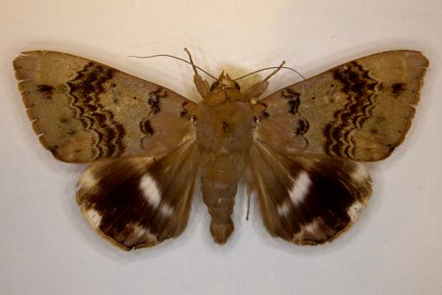 Achaea serva