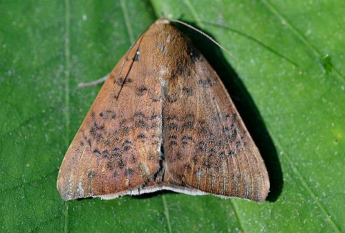 Achaea serva