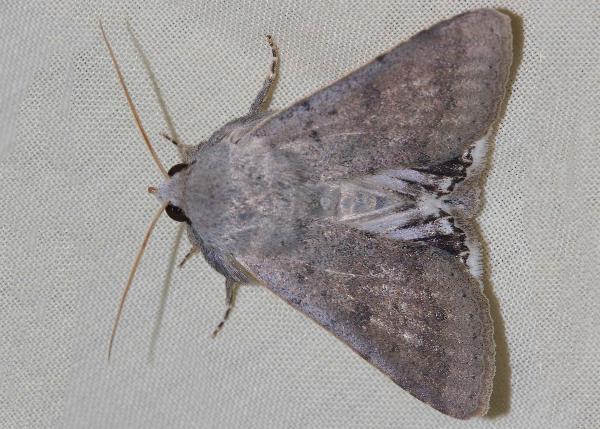 Pandesma submurina