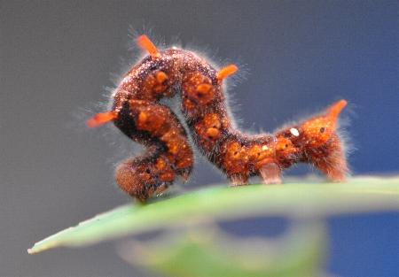Erebus terminitincta