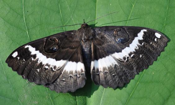 Erebus terminitincta