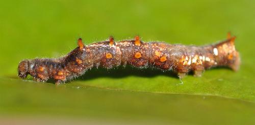 Erebus terminitincta