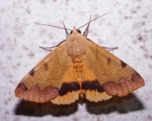 Ophiusa tirhaca