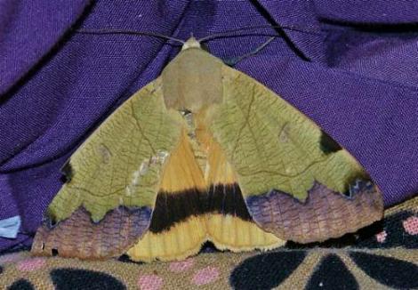 Ophiusa tirhaca