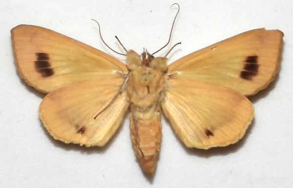 Ophiusa tirhaca