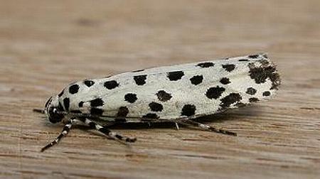 Ethmia clytodoxa