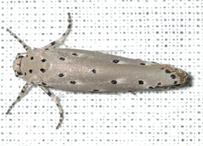 Ethmia nigroapicella