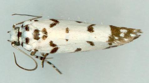 Ethmia postica