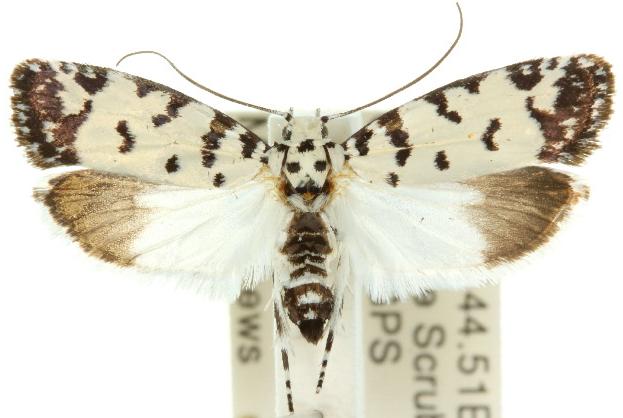 Ethmia postica