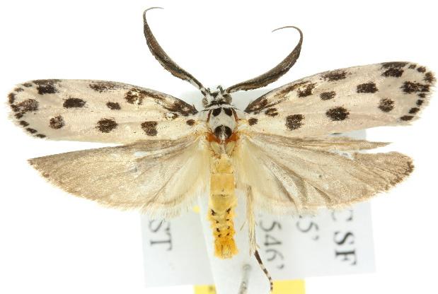 Ethmia sphaerosticha