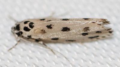 Ethmia sporadica