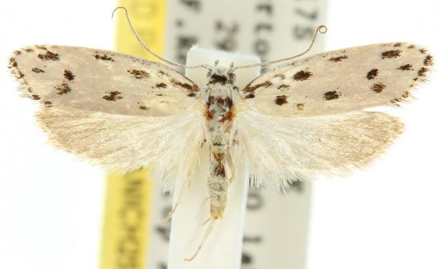 Ethmia sporadica